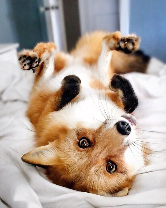 randomfox.ca"