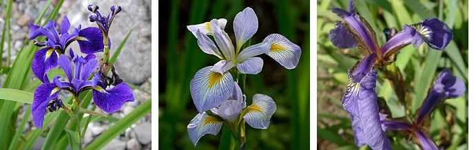 図: 3種類のアヤメ（左からversicolor、virginica、setosa）